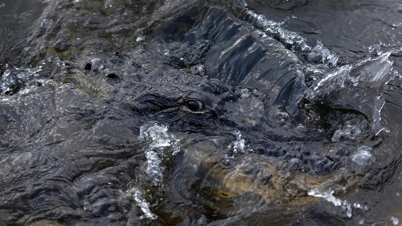 Alligator, Everglades, Miami, Florida, USA
